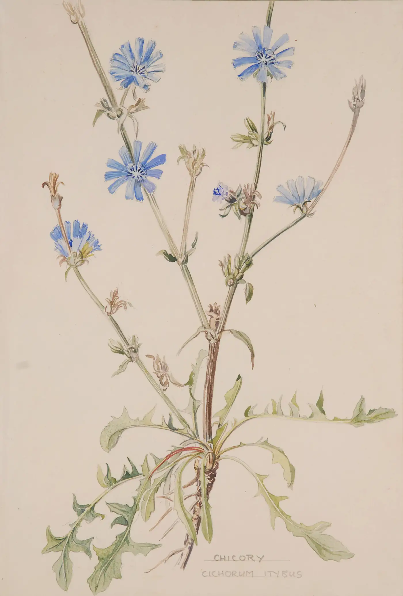 Chicory-Chicorum Itybus